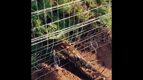 WATCH: Southern African python caught in an electric fence rescued in northern KwaZulu-Natal