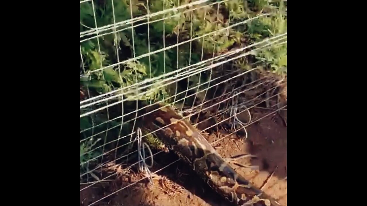 WATCH: Southern African python caught in an electric fence rescued in northern KwaZulu-Natal