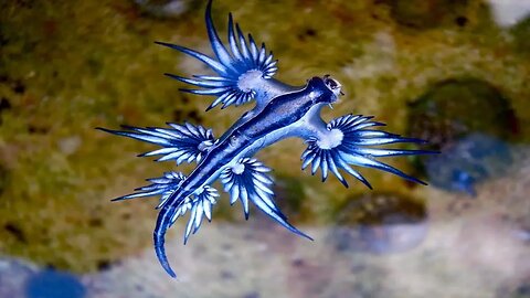 Top 10 Amazing creatures in the world