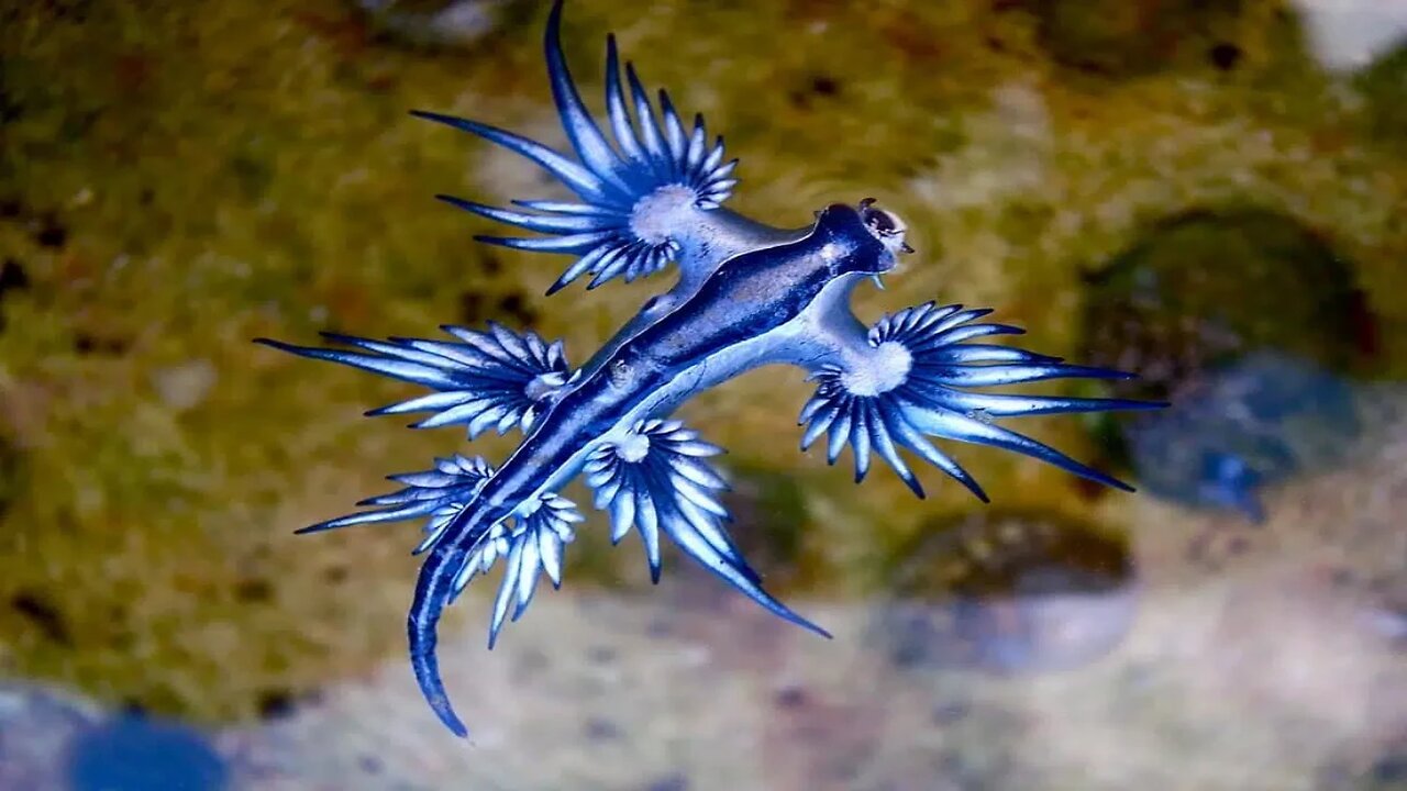 Top 10 Amazing creatures in the world