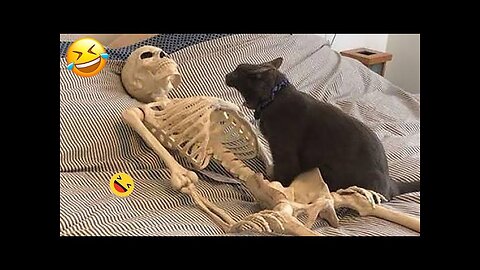 Funny Animals 2024 😂 | Cute Cat And Dog Funny Videos 😸 Part 17