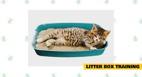 Training a cat to do simple habits