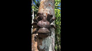 This massive coconut crab is actually only half-sized