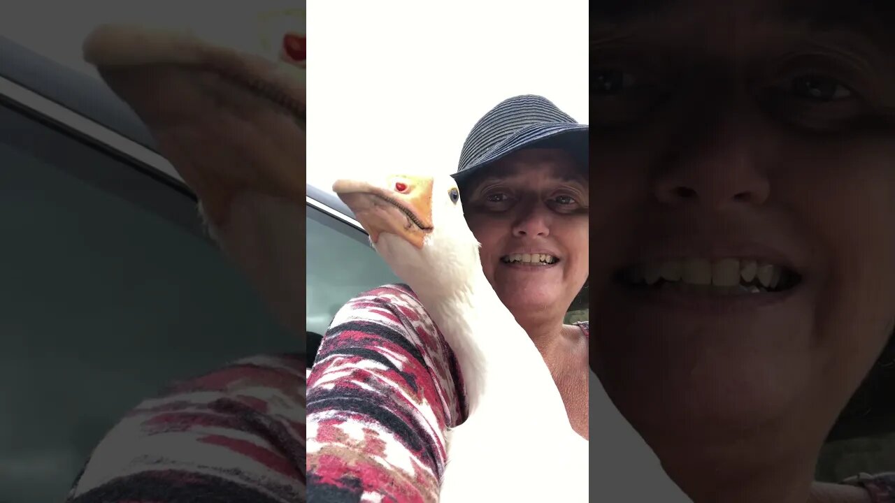 Farewell to our last gosling 💕