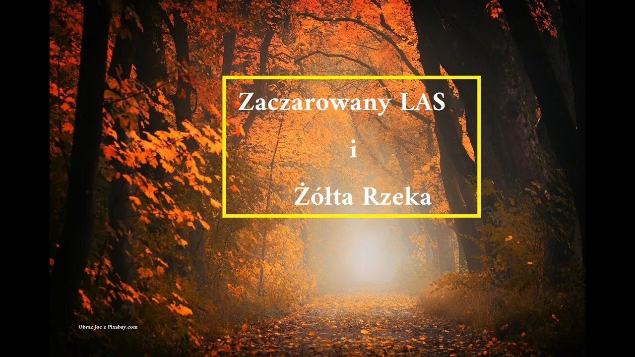 Zaczarowany LAS i źródło żółtej rzeki