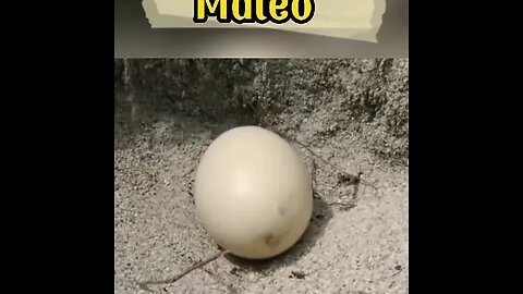 Maleo: Bird that buries its young and does not take care of them #shorts