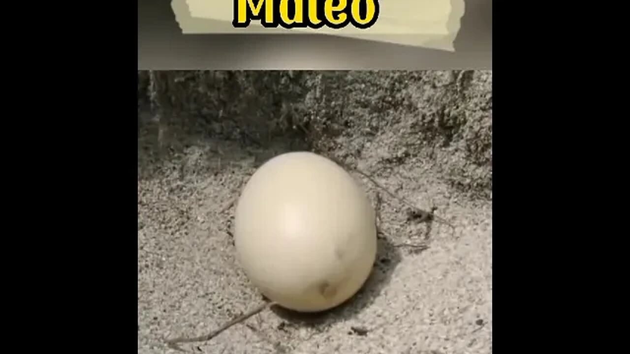 Maleo: Bird that buries its young and does not take care of them #shorts
