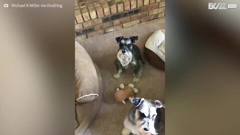 Schnauzer nano detesta fare il bagno