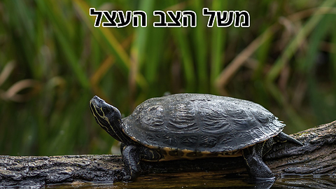 משל הצב העצל