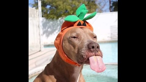 FUNNY CATS AND DOGS