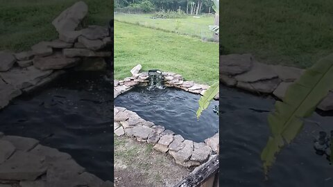Feeding Time 2.5 Year Old Catfish #homesteading
