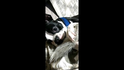 Crazy dog toy