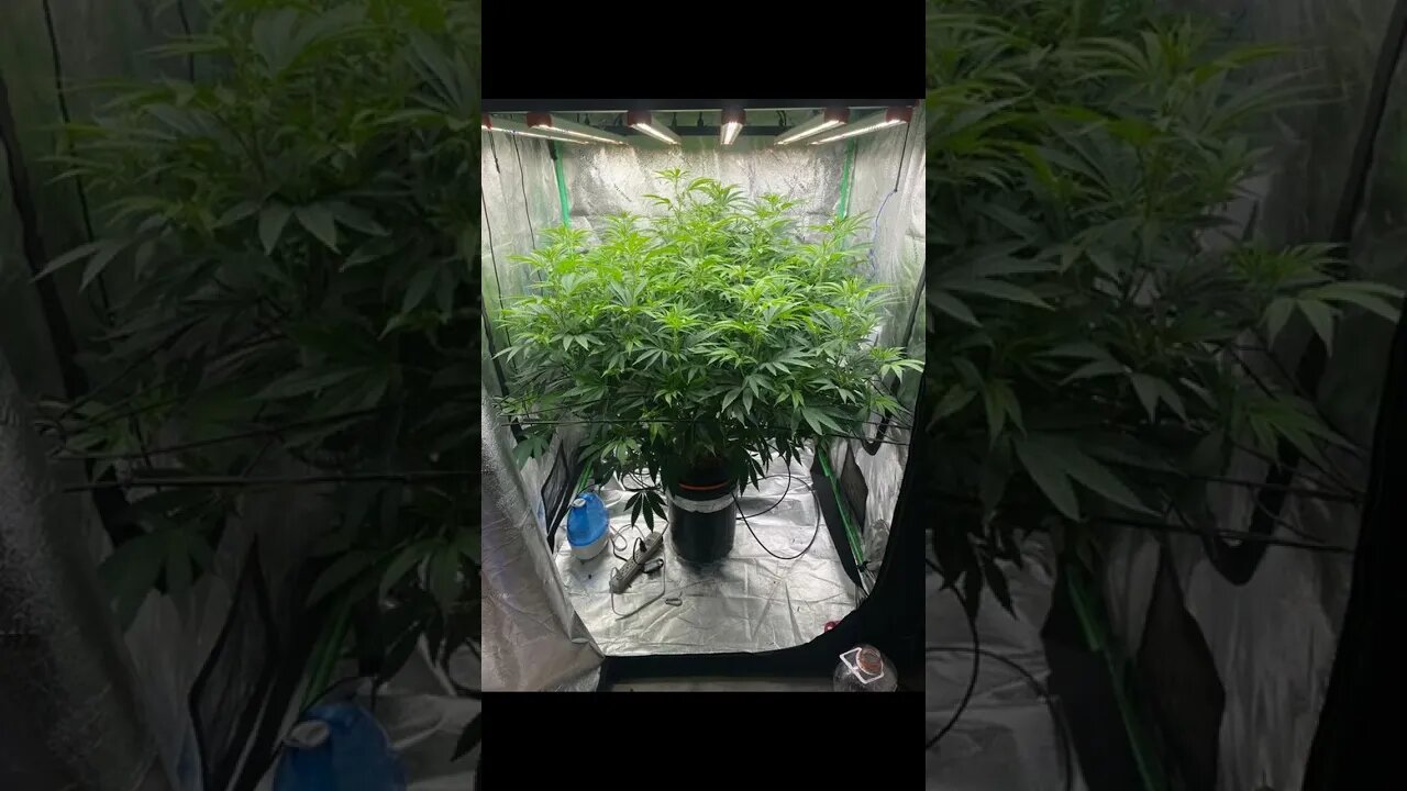 BlackBerrry Moonrocks Strain - shorts #weedfirm #bitcoin #blackberrrymoonrocks