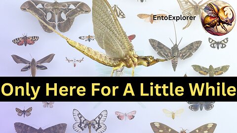 Introduction to Insect Taxonomy - Part 12 - Order Ephemeroptera Part 1