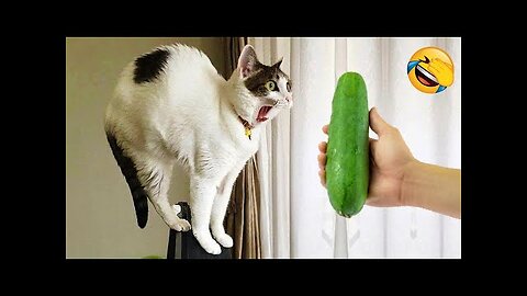 New Funny Animals 2024 😄 Funniest Cats and Dogs Videos 😻🐶 Part 4
