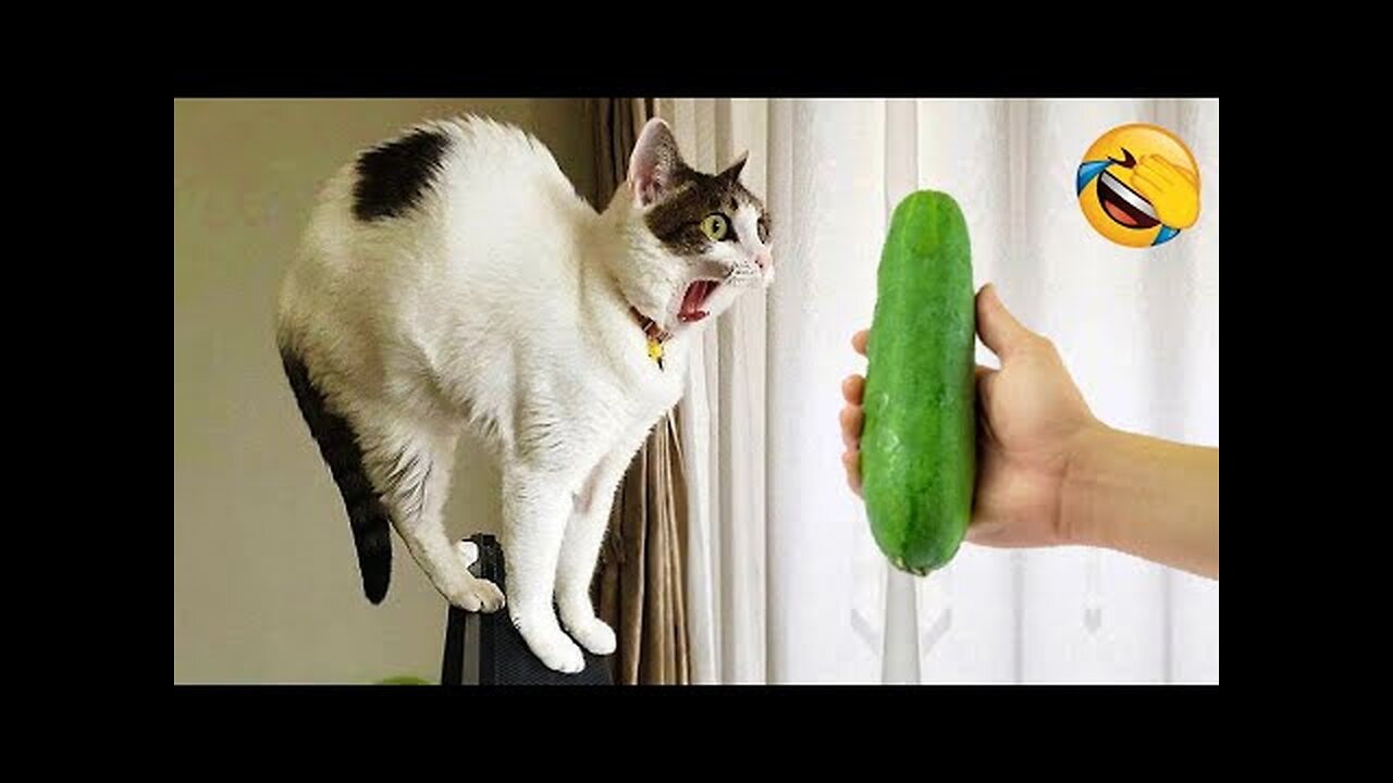 New Funny Animals 2024 😄 Funniest Cats and Dogs Videos 😻🐶 Part 4