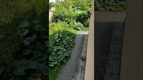 Garden overview for a friend. Kiki, das sind schon zurückgeschnittene Kürbispflanzen :-D #shorts