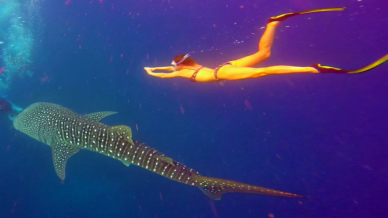 Freediving & Diving with Sharks. Diving Moments Alongside Sharks (4K)