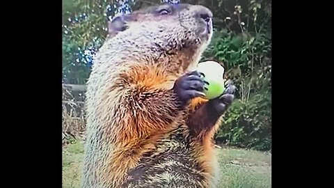 FRED DA GROUNDHOG & DARK WINTER