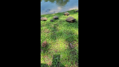 Turtle attack!