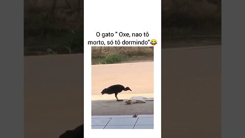 #shorts #viral #gatos #cat #gatosengraçados #gato