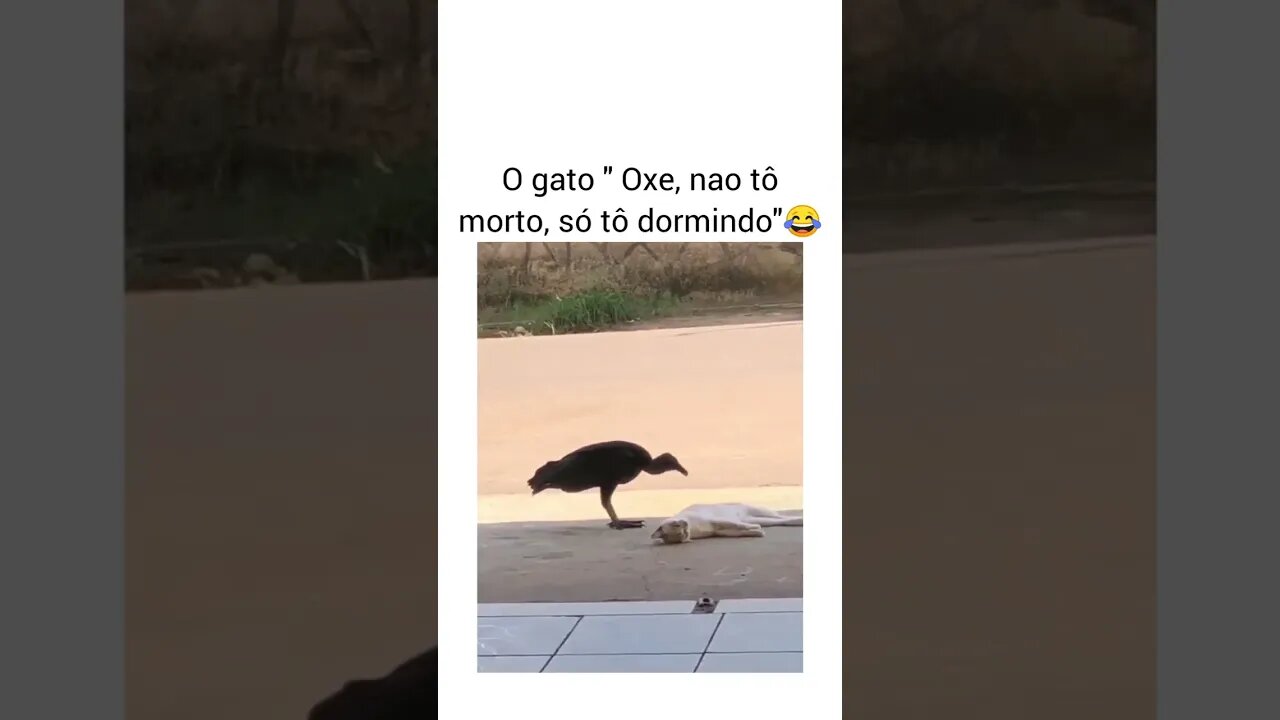 #shorts #viral #gatos #cat #gatosengraçados #gato
