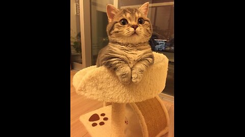 Funny animal videos 2023 - Funny cats/dogs - Funny animals P1
