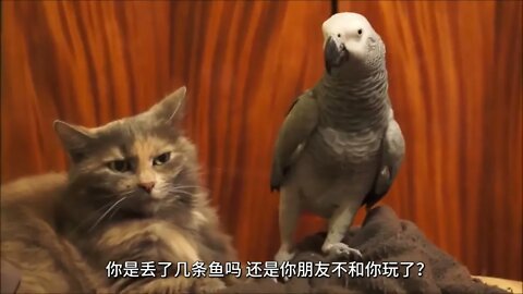 【每日笑星】狗子：如果没这道门的话！我就要让你多喝点热水！