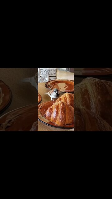 a sparrow 🕊️ enjoys a taste of croissant 🥐