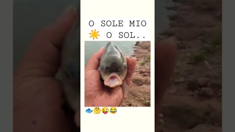Pavarotti funny Fish😂 ☀️ Mio #shorts #funny