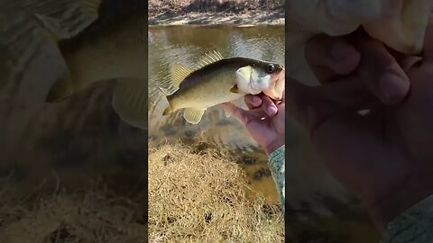 Bass from the EVERGLADES