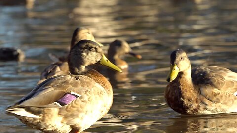 CatTV sunbathing ducks