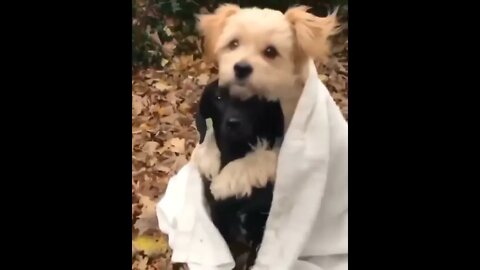 #shortscatsvideos #shorts cats videos #shortspetsvideos #shortspetsvideos #shortsanimalsvideos