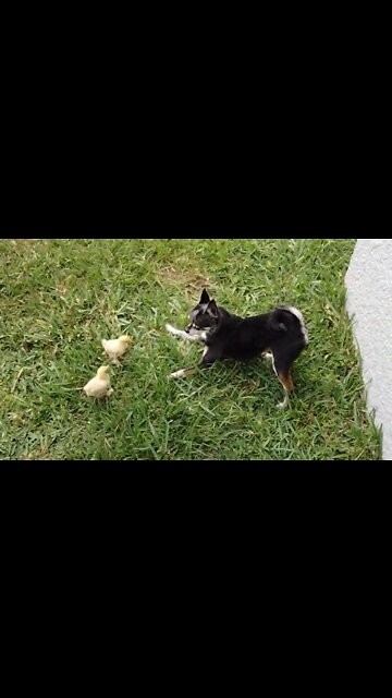 Gentle dog adorably plays with baby chickens
