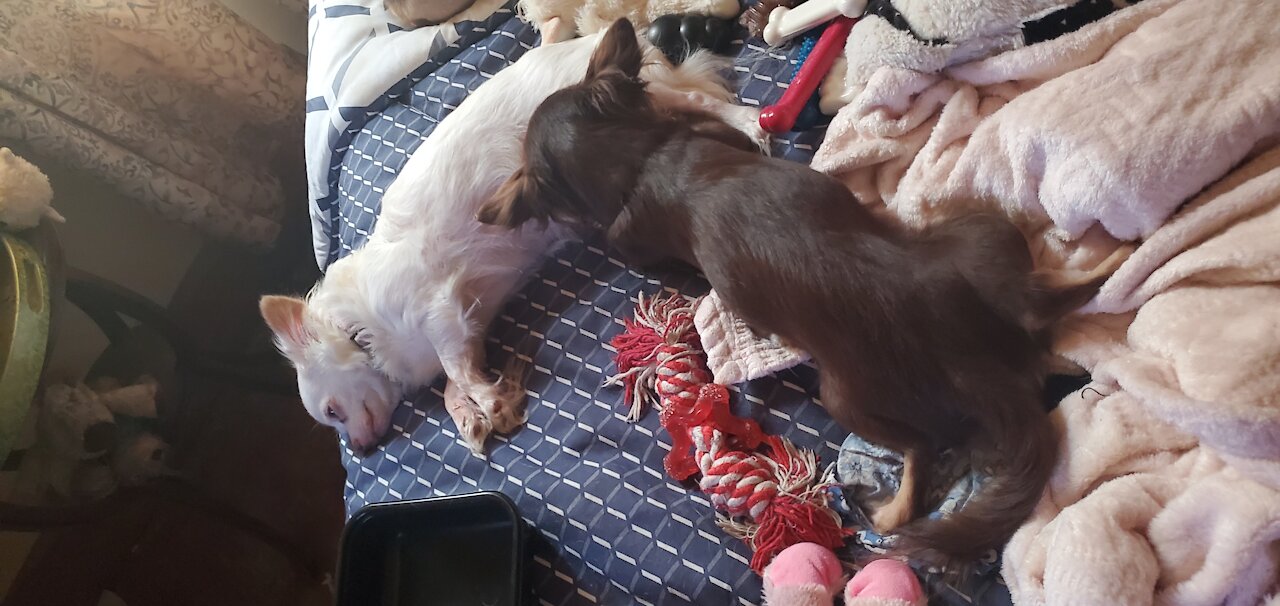 TEA-CUP CHIHUAHUA EVE loves her new pink bow collar a little too much..