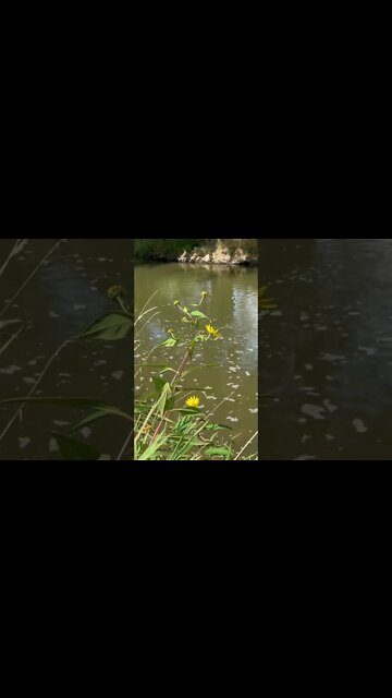 Wild Jerusalem artichoke?!