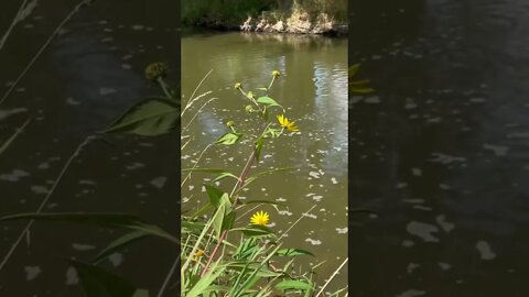 Wild Jerusalem artichoke?!