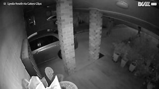 Des cambrioleurs sont chassés par un tout petit chien !