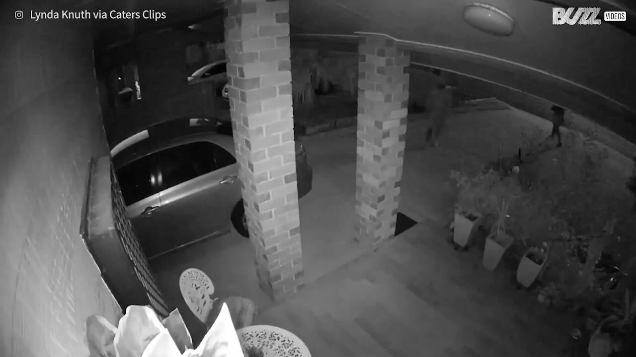 Des cambrioleurs sont chassés par un tout petit chien !