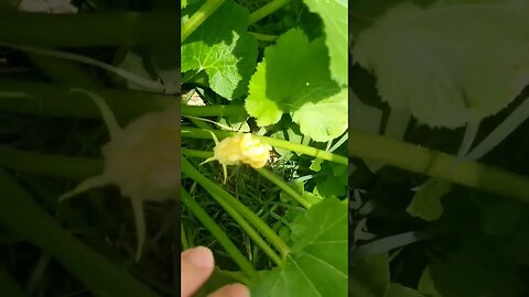 Small Snake In The Zucchini #garden #gardening #snakes #animals