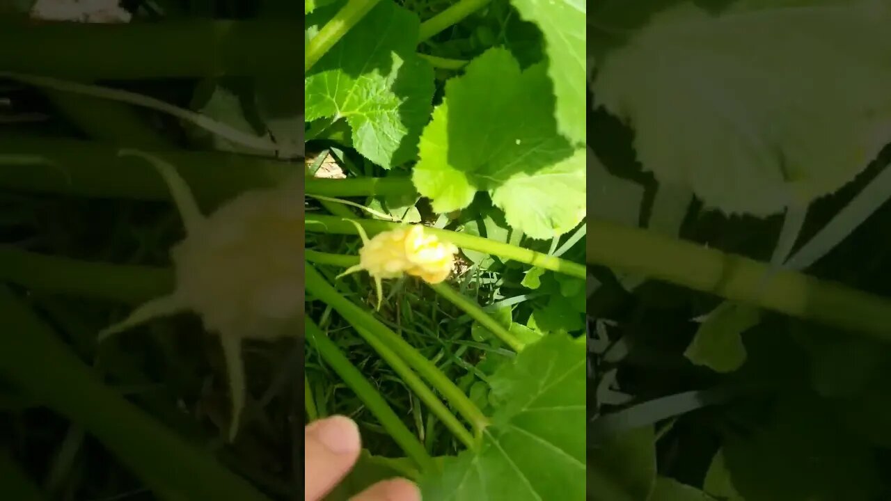 Small Snake In The Zucchini #garden #gardening #snakes #animals