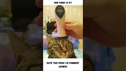 Unbelievably Funny cat TikTok Clips #shorts