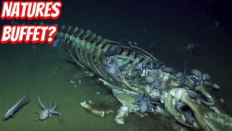 How Important Are Whale In Nature?