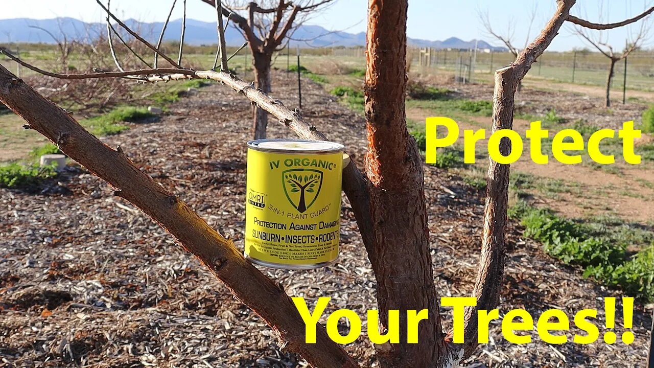 Stop Killing Your Fruit Trees! | IV Organic Discount | @IVOrganic