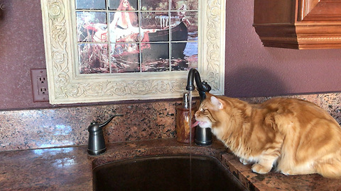 Funny Jack the Cat Bites and Bats at Tap Water