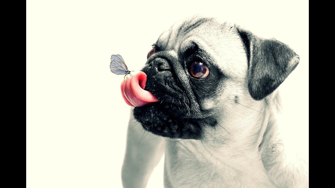 You will laugh at all the DOGS 🤣 Funny DOG Videos 😂🐶 (1080p)