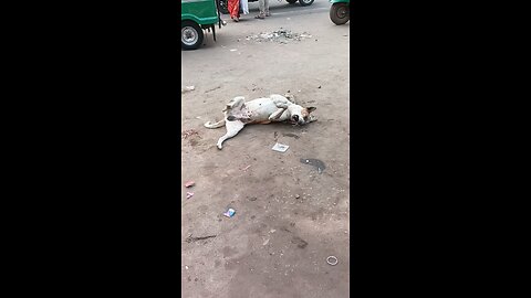 funny dog reaction