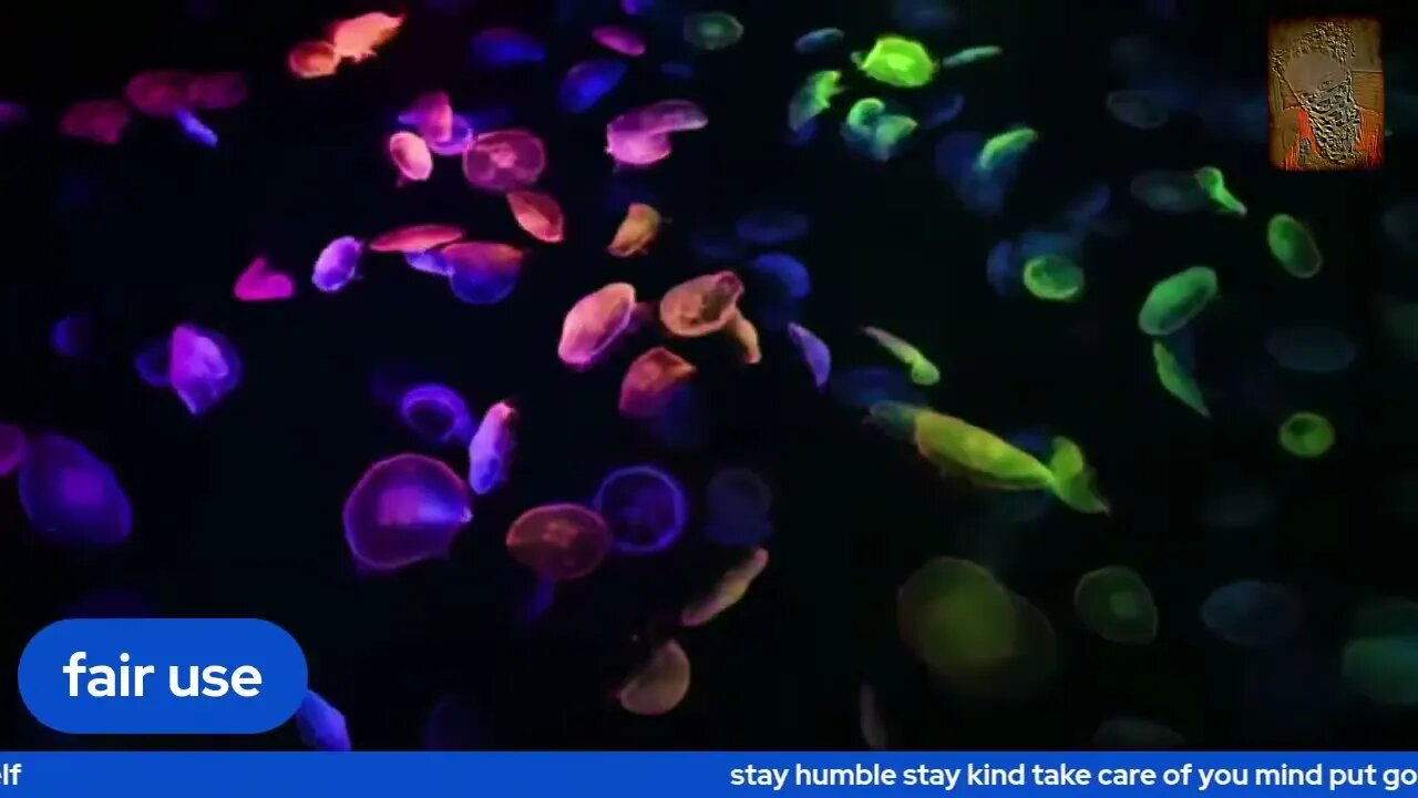 jelly music... enjoy