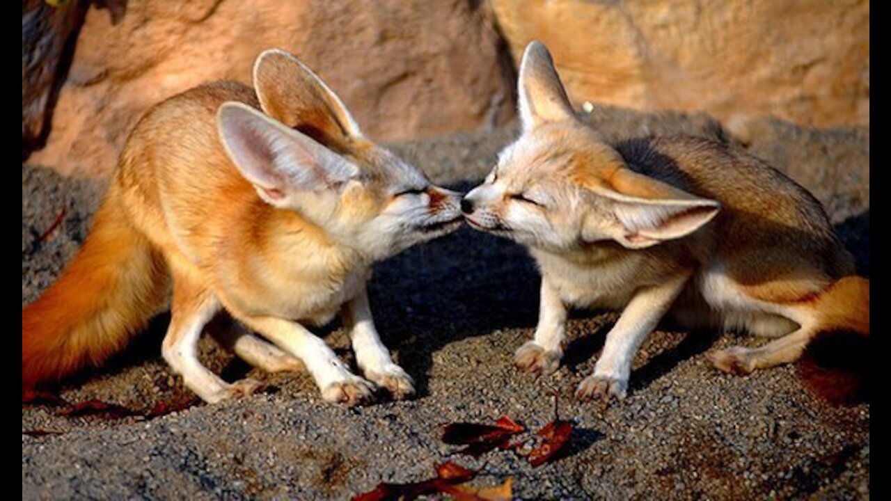 Sweet Home FOX Fennec