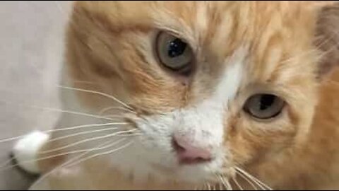 Gato soa a pombo quando ronrona